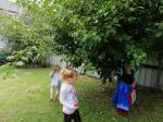 community garden plums4